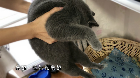 妹子三次把猫咪抱进猫窝睡觉,猫咪一脸懵:我怎么又回来了?